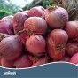 Jamieson Brothers Red Baron Onion Sets - 50 pack