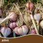 Jamieson Brothers® Autumn Pink Garlic Bulbs - 4pcs