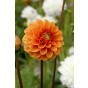 Dahlia Ball Sylvia (1 Bulb) by Jamieson Brothers
