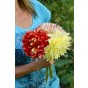 Dahlia Dinnerplate 'Kelvin Floodlight' (1 Bulb) by Jamieson Brothers