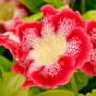 Gloxinia Tigrinum Red (Gloxinia Tigrinum) 2x Spring Planting Flower Bulbs