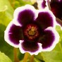 Gloxinia Kaiser Wilhelm (Gloxinia Tigrinum) 2x Spring Planting Flower Bulbs