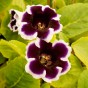 Gloxinia Kaiser Wilhelm (Gloxinia Tigrinum) 2x Spring Planting Flower Bulbs