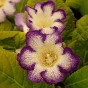 Gloxinia Tigrinum Blue (Gloxinia Tigrinum) 2x Spring Planting Flower Bulbs