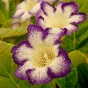 Gloxinia Tigrinum Blue (Gloxinia Tigrinum) 2x Spring Planting Flower Bulbs