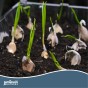 Jamieson Brothers® White Garlic - 4 Bulbs