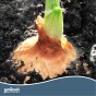 Jamieson Brothers Stuttgarter Giant Onion Sets - 100 pack