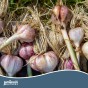 Jamieson Brothers® Pink Garlic - 4 Bulbs