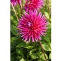 Dahlia Purple Gem (1 Bulb) and Wildflower 'Butterfly' Mix Seeds Grow your own Bouquet by Jamieson Brothers