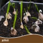 Jamieson Brothers® Autumn White Garlic Bulbs - 4pcs
