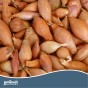 Jamieson Brothers Golden Gourmet Shallot Sets - 16 pack