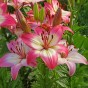 Lilium Asiatic Levi (Lilium Asiaticum) 2x Spring Planting Flower Bulbs