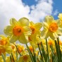 'Fortune' Orange Cupped Bulbs 5Kg (Approx. 100 Bulbs) by Jamieson Brothers® 