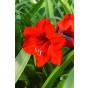 Red Amaryllis Large 28/30cm Hippeastrum with Pot & Coco Coir Block | Indoor Flowering Christmas Gift Box
