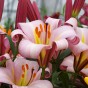 Lilium Trumpet Pink Perfection 2 Bulbs Ready for Planting Now in UK Autumn Outdoor Gardens