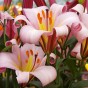 Lilium Trumpet Pink Perfection 2 Bulbs Ready for Planting Now in UK Autumn Outdoor Gardens