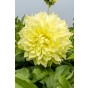 Dahlia Dinnerplate 'Kelvin Floodlight' (1 Bulb) by Jamieson Brothers