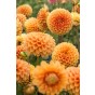 Dahlia Ball Sylvia (1 Bulb) by Jamieson Brothers