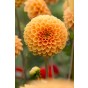 Dahlia Ball Sylvia (1 Bulb) by Jamieson Brothers