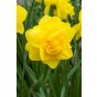 Hello Spring! Yellow Mix: Daffodil Carlton, Daffodil Golden Ducat, Daffodil Ice Follies, Daffodil Obdam, 20 Bulbs Ready for Planting Now in UK Autumn Outdoor Gardens by Jamieson Brothers