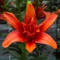 Lilium Red Twin (Lilium Asiaticum) 2x Spring Planting Flower Bulbs