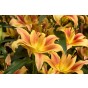 Lily Montego Bay (2 Bulbs) by Jamieson Brothers