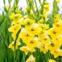 Gladiolus Maxial (Gladiolus Hortulanus) 10x Spring Planting Flower Bulbs