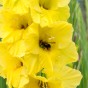 Gladiolus Maxial (Gladiolus Hortulanus) 10x Spring Planting Flower Bulbs