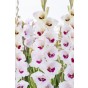 Gladiolus Fiorentina (12 Bulbs) by Jamieson Brothers