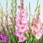 Gladiolus Priscilla (Gladiolus Hortulanus) 10x Spring Planting Flower Bulbs