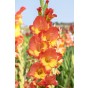 Gladiolus Princess Margaret Rose (12 Bulbs) by Jamieson Brothers