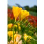Freesia Yellow (15 Bulbs) and Wildflower 'Butterfly' Mix Seeds Grow your own Bouquet by Jamieson Brothers