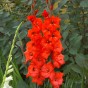 Gladiolus Oscar (Gladiolus Hortulanus) 10x Spring Planting Flower Bulbs