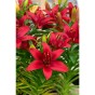 Lilium Asiatic Red 2 Bulbs Ready for Planting Now in UK Autumn Outdoor Gardens by Jamieson Brothers