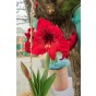 Red Amaryllis Large 28/30cm Hippeastrum with Pot & Coco Coir Block | Indoor Flowering Christmas Gift Box