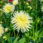Dahlia Cactus Yellow Star (Dahlia Pinnata) 1x Top Quality Spring Planting Flower Bulb
