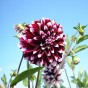 Dahlia Decorative Edinburgh (Dahlia Pinnata) 1x Top Quality Spring Planting Flower Bulb