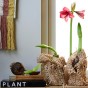 Deluxe Amaryllis Pink (1 bulb) - Gift Box by Jamieson Brothers 