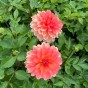 Dahlia Go Go Peach (Dahlia Pinnata) 1x Spring Planting Flower Bulbs
