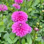 Dahlia Go Go Pink (Dahlia Pinnata) 1x Top Quality Spring Planting Flower Bulb