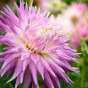 Dahlia Kiev (Dahlia Pinnata) 2x Spring Planting Flower Bulbs