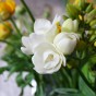 Freesia Double White (Freesia Hybrid) 15x Spring Planting Flower Bulbs