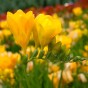 Freesia Double Yellow (Freesia Hybrid) 15x Spring Planting Flower Bulbs