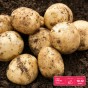 The All Season Essential Bundle: Sharpes Express, Maris Peer & Maris Piper Seed Potatoes to Plant Year Round 
