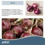 Jamieson Brothers® Red Baron Onion Sets - 150 pack