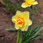Daffodil Bulb Collection, 40 Bulbs, 5 Varieties, Sir Winston Churchill, Ice Follies, Tahiti, White Lion and Pink Pride - Autumn Planting for Spring Flowering