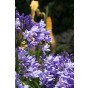 Agapanthus Blue (1 Bulb) by Jamieson Brothers