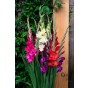 Gladioli Bold Colour Mix (10 Bulbs) and Wildflower 'Butterfly' Mix Seeds Grow your own Bouquet by Jamieson Brothers