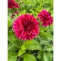 Dahlia Decorative 'Go Go Purple' (1 Bulb) by Jamieson Brothers