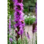 Liatris Spicata (15 Bulbs) and Wildflower 'Butterfly' Mix Seeds Grow your own Bouquet by Jamieson Brothers